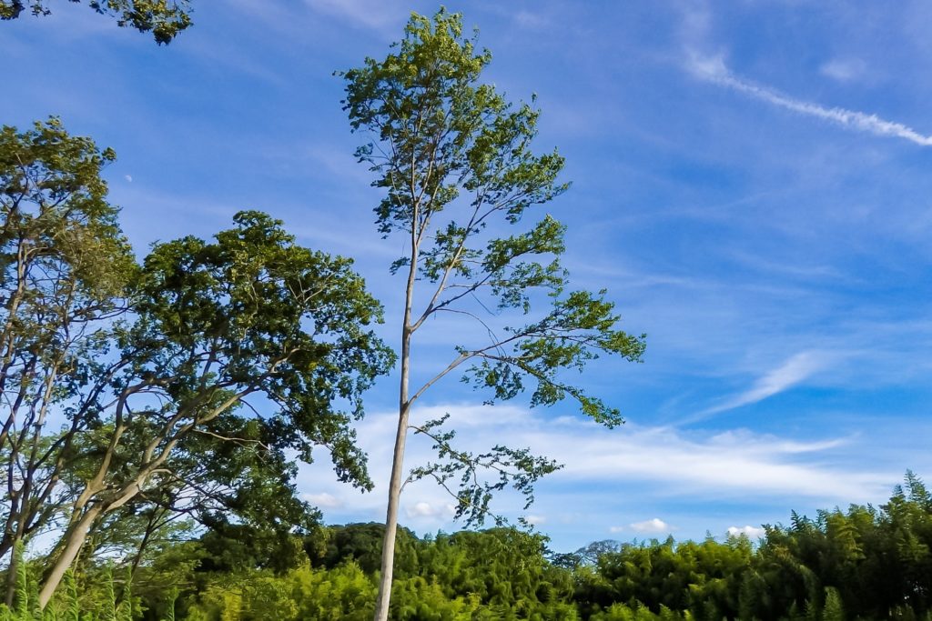 Moriyama‗city‗Shiga_Japan Creating_Photographs_for_the_Tourism_Business　copyright‗MTBS‗PHOTO